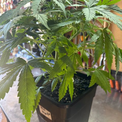 Speedy Chile 1C growlog timeline photo