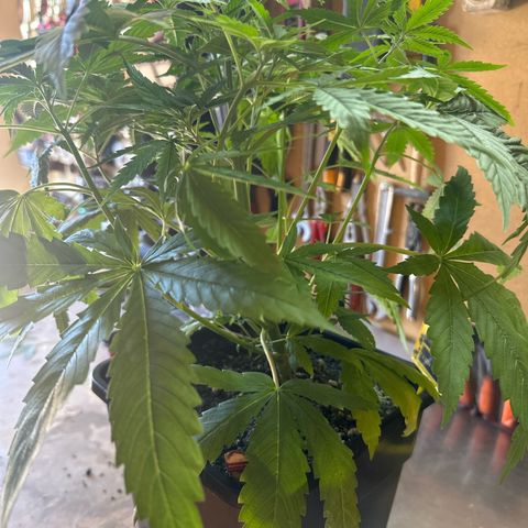 Speedy Chile 1C growlog timeline photo