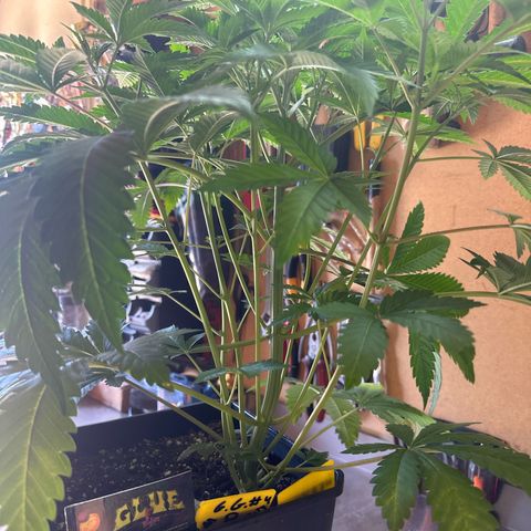 Gorilla Glue #4 P growlog timeline photo