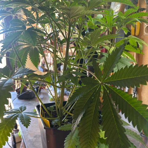 Gorilla Glue #4 P growlog timeline photo