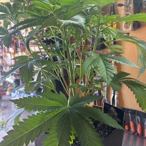 Gorilla Glue #4 P growlog timeline photo