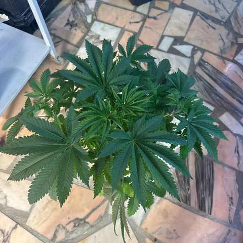 Gorilla Glue #4 P growlog timeline photo