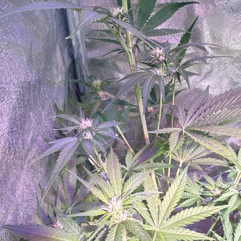 Medusa F1/2 PC growlog timeline photo