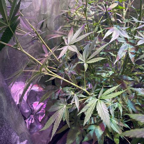 Medusa F1 P growlog timeline photo