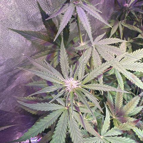 Medusa F1 P growlog timeline photo