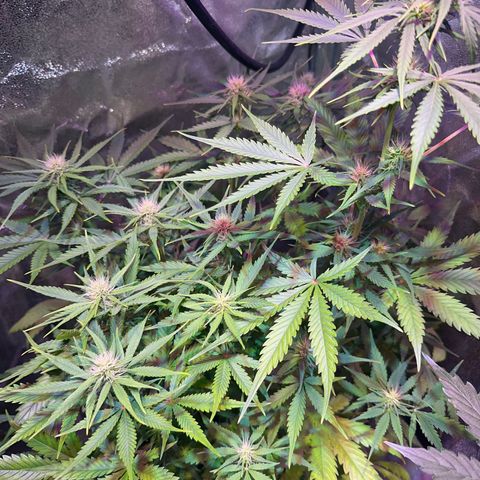 Northern Lights Auto 2 P growlog timeline photo