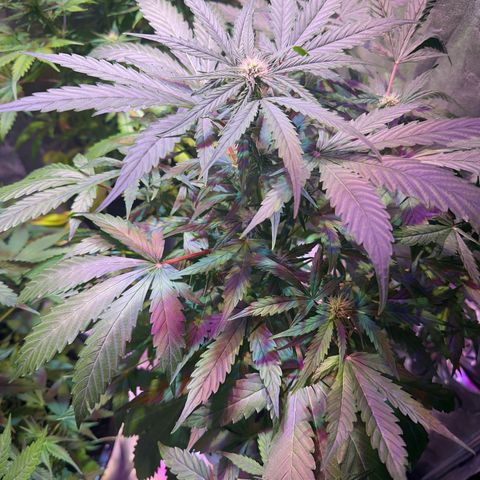 Northern Light Auto 3 PC growlog timeline photo