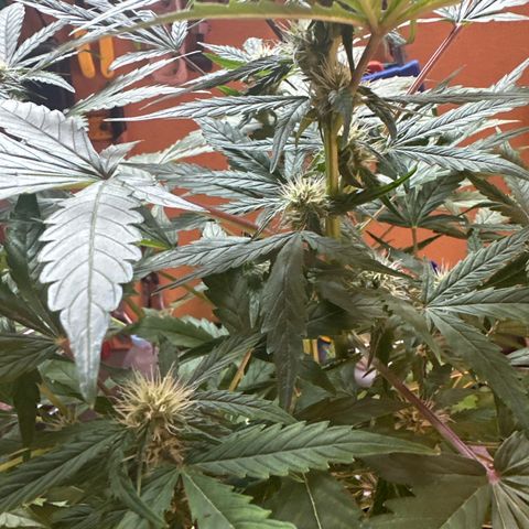 Northern Light Auto 3 PC growlog timeline photo