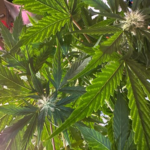 Northern Light Auto 3 PC growlog timeline photo