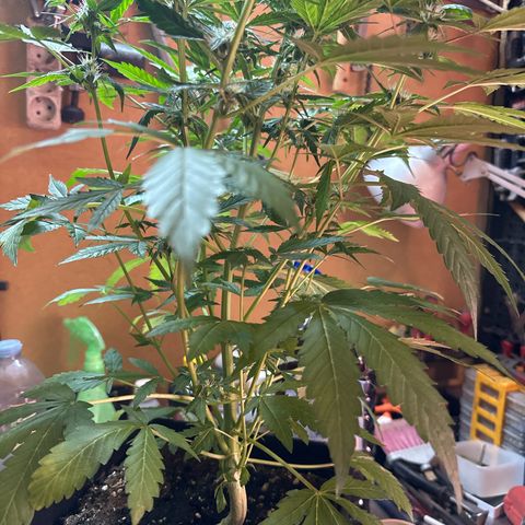Northern Light Auto 3 PC growlog timeline photo