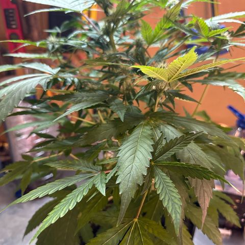 Northern Light Auto 3 PC growlog timeline photo