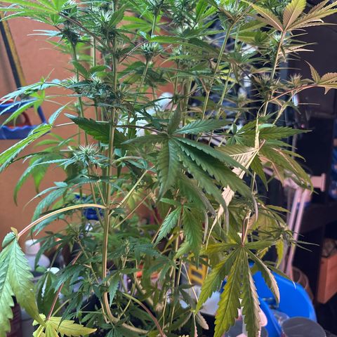 Northern Lights Auto 2 P growlog timeline photo