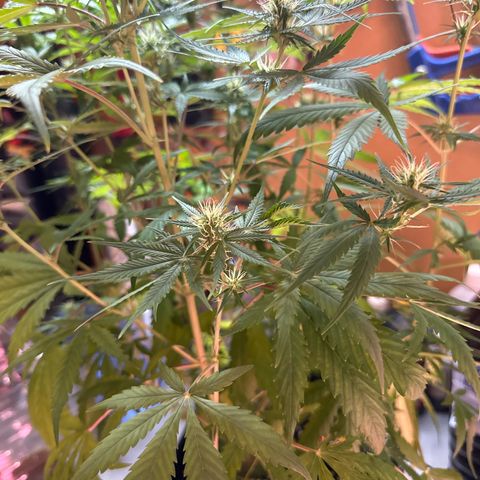 Northern Lights Auto 2 P growlog timeline photo