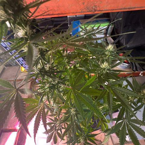 Northern Lights Auto 2 P growlog timeline photo
