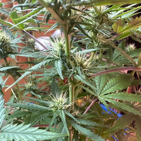 Northern Lights Auto 2 P growlog timeline photo