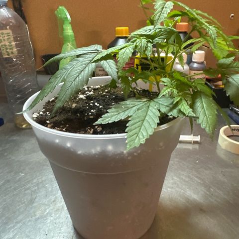 Special Kush 1 C growlog timeline photo