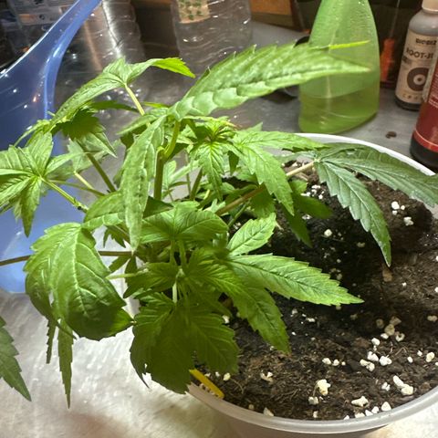 Special Kush 1 C growlog timeline photo