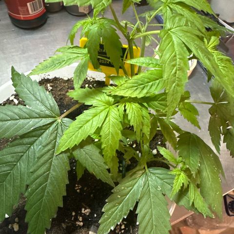Special Kush 1 C growlog timeline photo