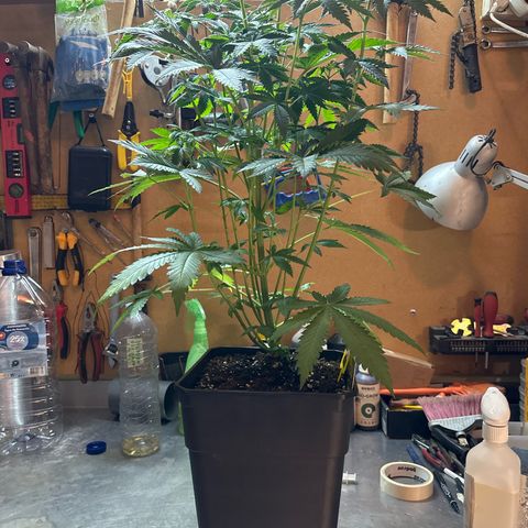 Gorilla Glue #4 C growlog timeline photo