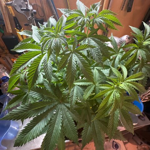 Gorilla Glue #4 C growlog timeline photo