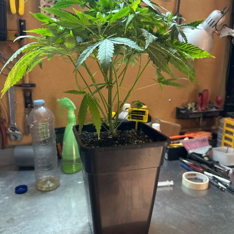 Speedy Chile 1C growlog timeline photo