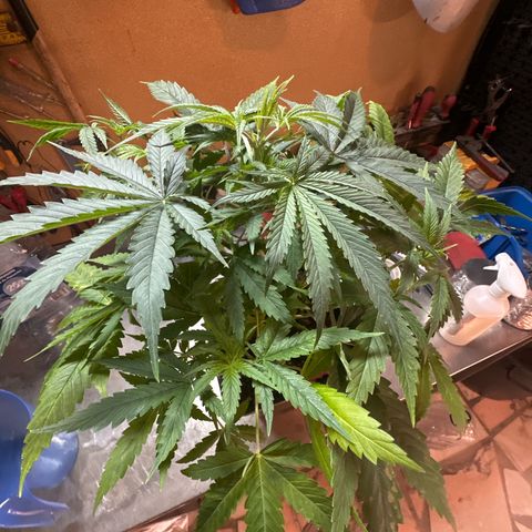 Speedy Chile 1C growlog timeline photo