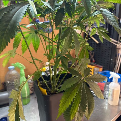 Gorilla Glue #4 P growlog timeline photo