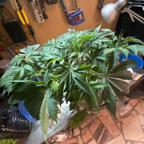 Gorilla Glue #4 P growlog timeline photo