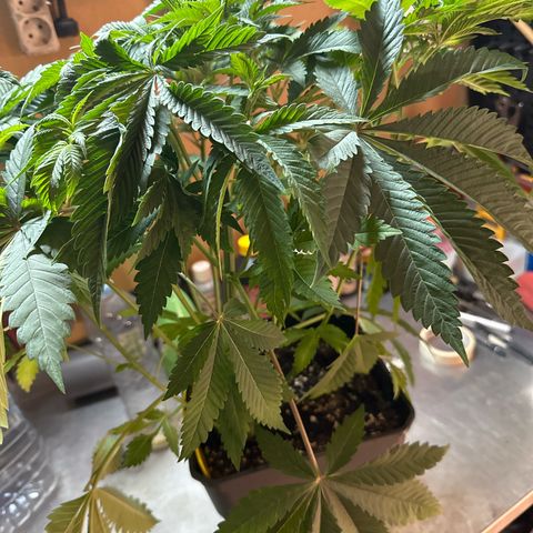 Gorilla Glue #4 P growlog timeline photo