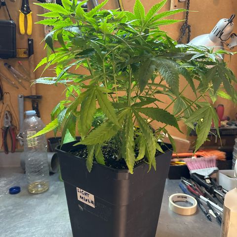 Speedy Chile 2P growlog timeline photo