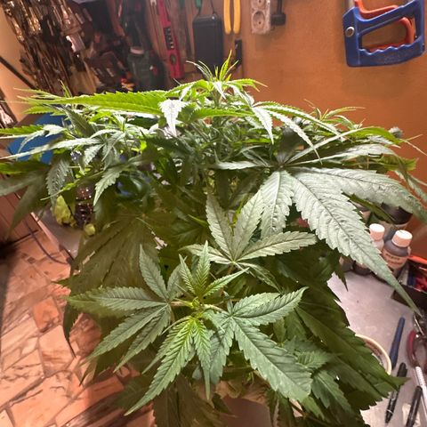 Speedy Chile 2P growlog timeline photo