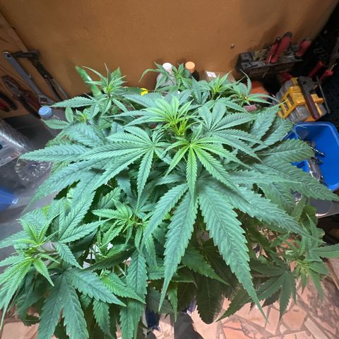 Speedy Chile 2P growlog timeline photo