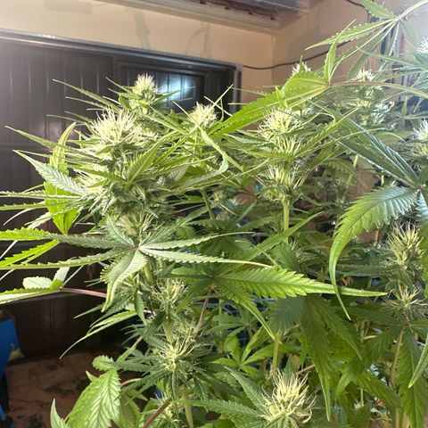 Northern Lights Auto 2 P growlog timeline photo