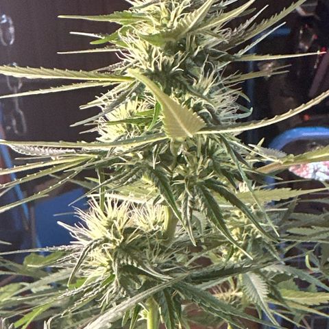 Northern Lights Auto 2 P growlog timeline photo
