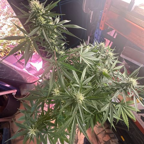 Northern Lights Auto 2 P growlog timeline photo