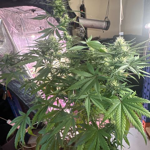 Northern Lights Auto 2 P growlog timeline photo