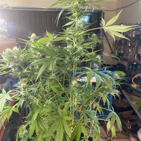 Northern Lights Auto 2 P growlog timeline photo