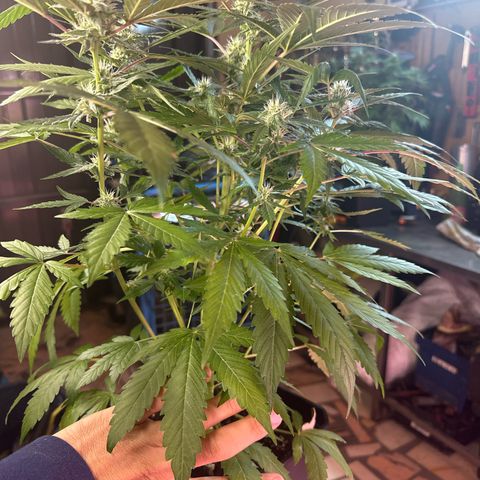 Northern Light Auto 3 PC growlog timeline photo