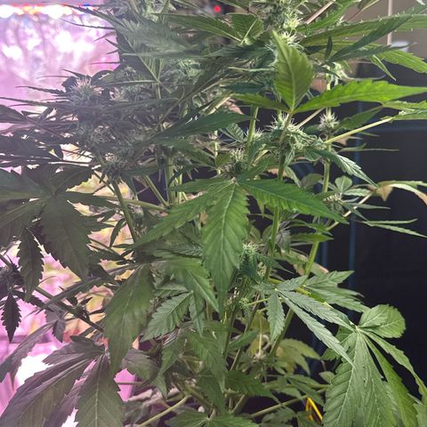 Northern Light Auto 3 PC growlog timeline photo
