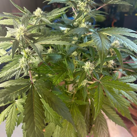 Northern Light Auto 3 PC growlog timeline photo