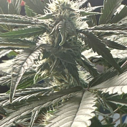 Northern Light Auto 3 PC growlog timeline photo