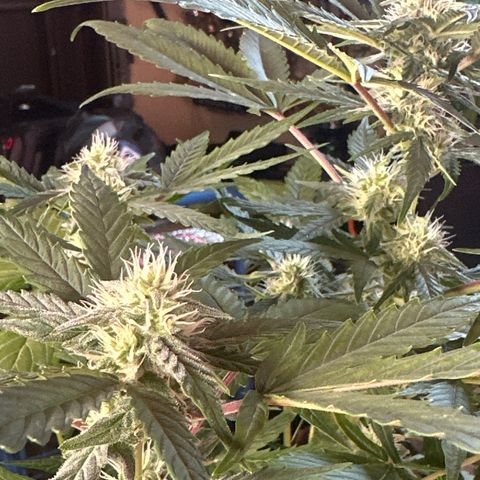 Northern Light Auto 3 PC growlog timeline photo