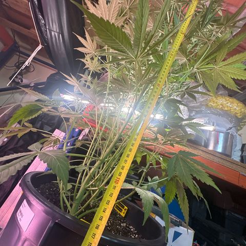 Medusa F1/2 PC growlog timeline photo