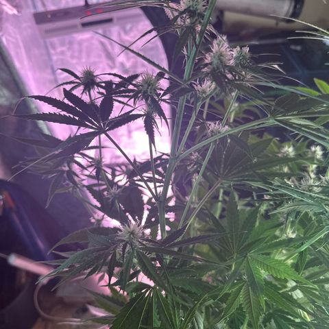 Medusa F1/2 PC growlog timeline photo