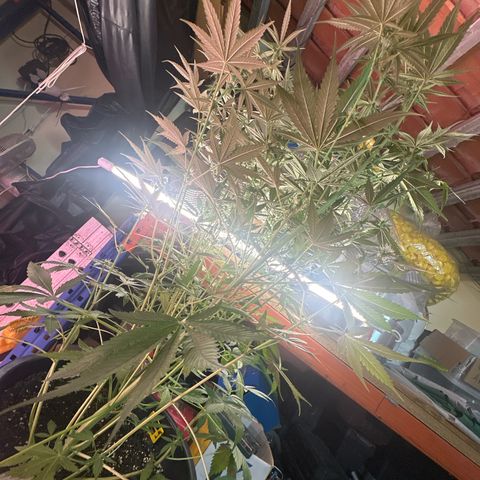 Medusa F1/2 PC growlog timeline photo