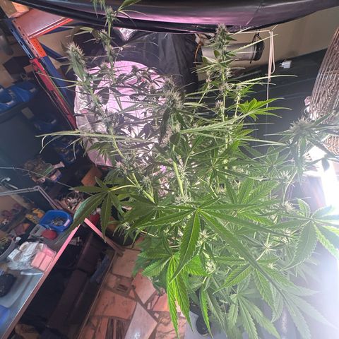 Medusa F1 P growlog timeline photo