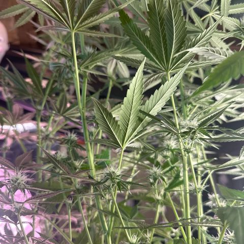 Medusa F1 P growlog timeline photo
