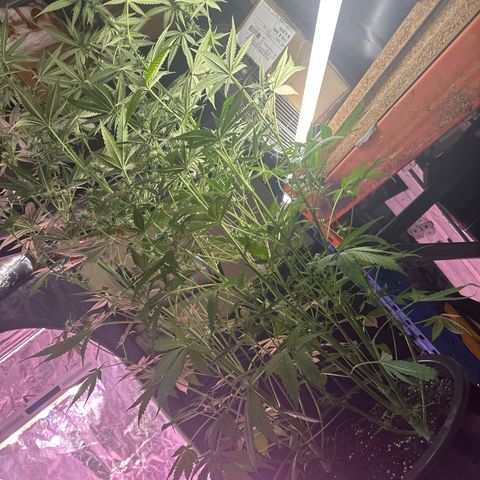 Medusa F1 P growlog timeline photo