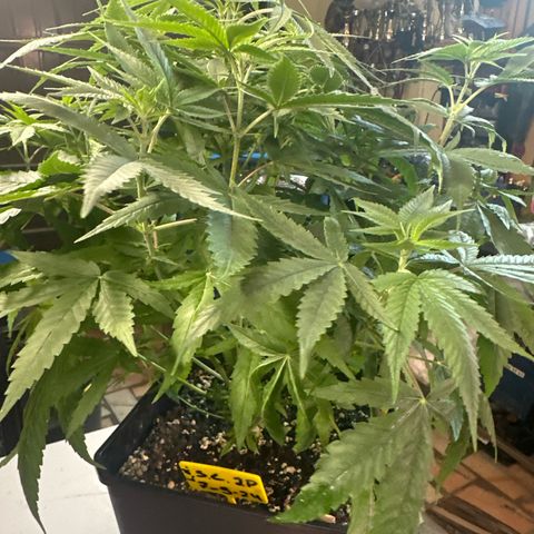 Speedy Chile 2P growlog timeline photo