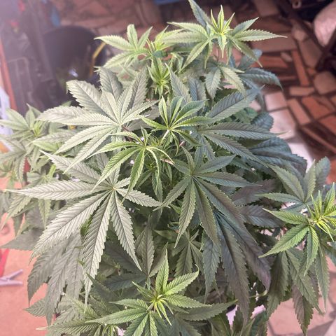 Speedy Chile 2P growlog timeline photo